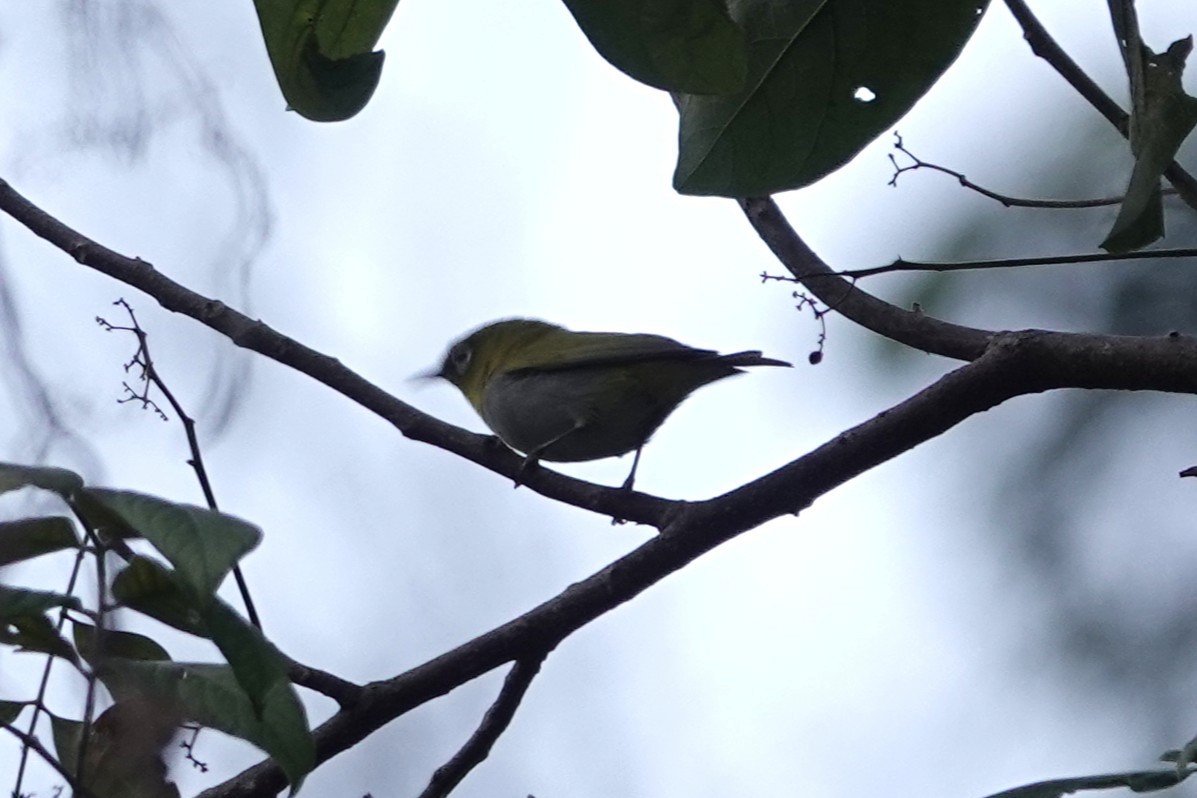 Indian White-eye - ML642063436