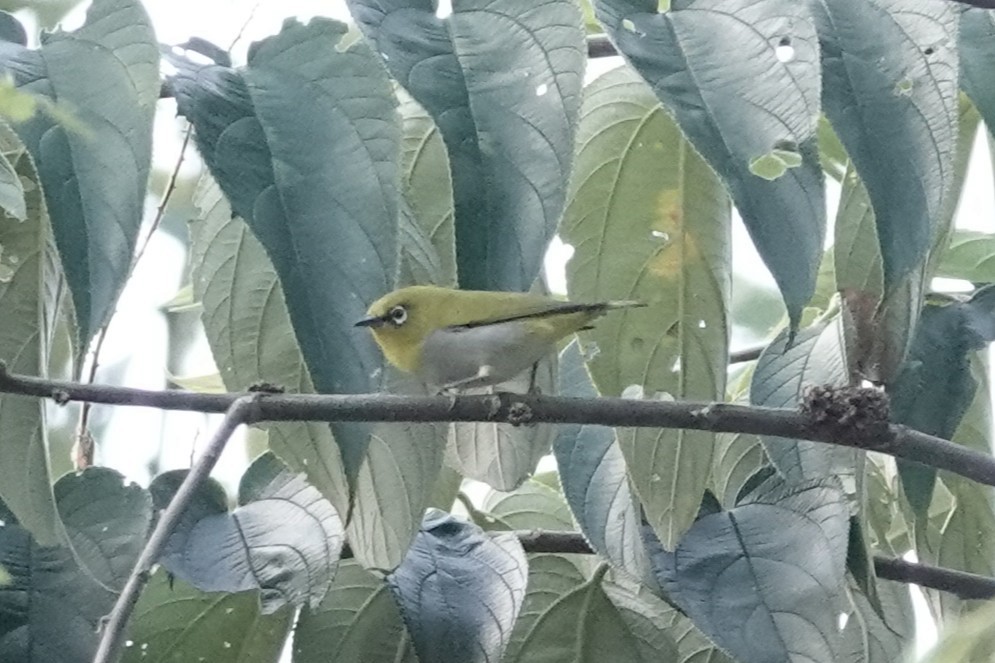 Indian White-eye - ML642063437