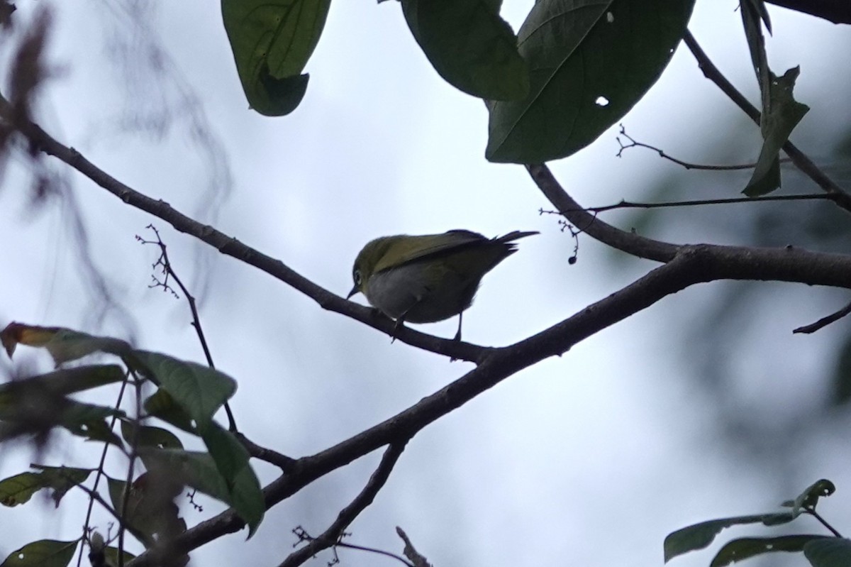 Indian White-eye - ML642063438