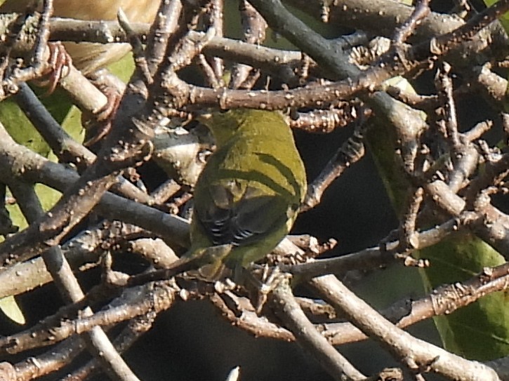 Tennessee Warbler - ML642063439