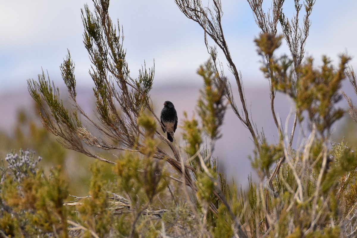 Mourning Sierra Finch - ML642063440