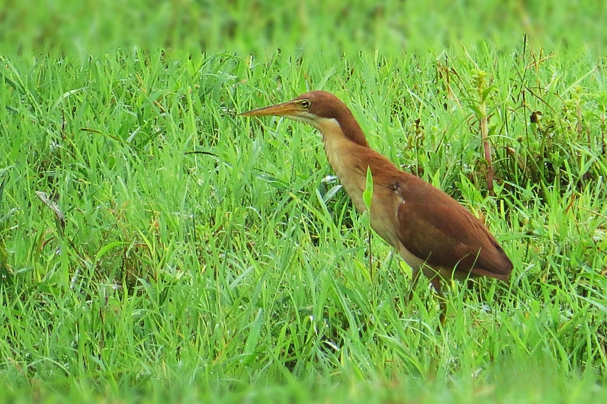Cinnamon Bittern - ML642063444