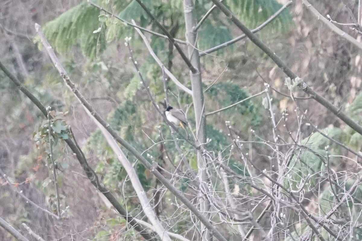 Brown-breasted Bulbul - ML642063445