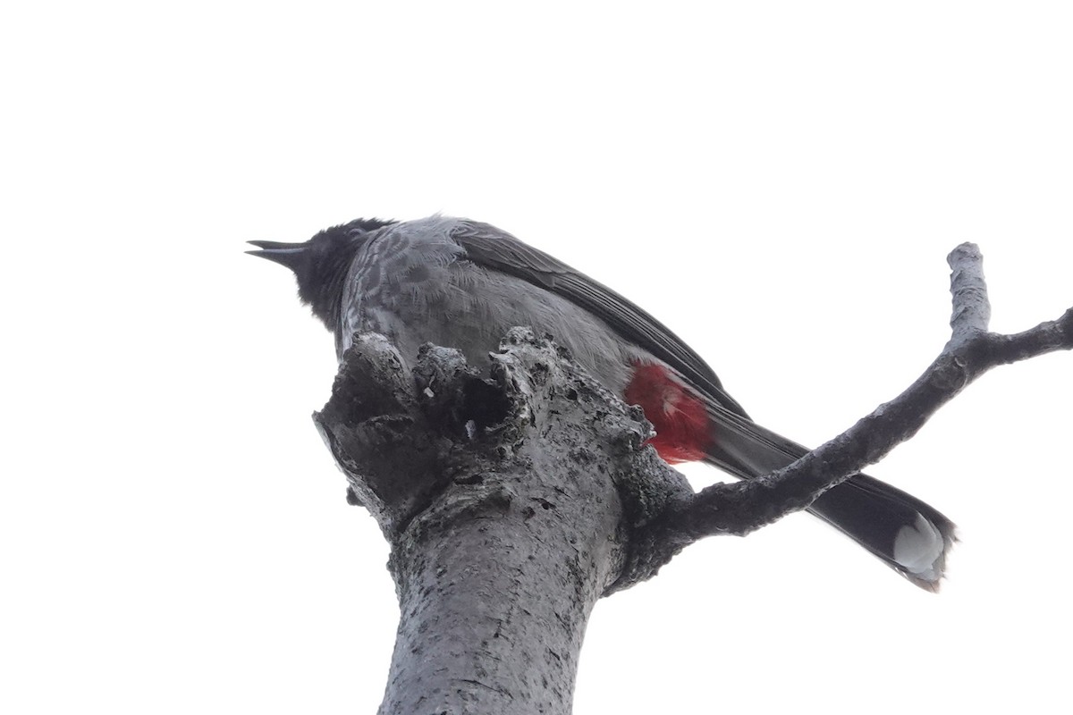 Red-vented Bulbul - ML642063449