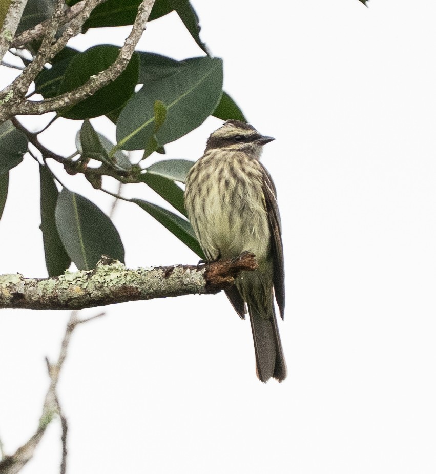 Variegated Flycatcher - ML642063450