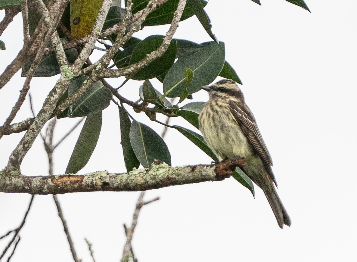 Variegated Flycatcher - ML642063451
