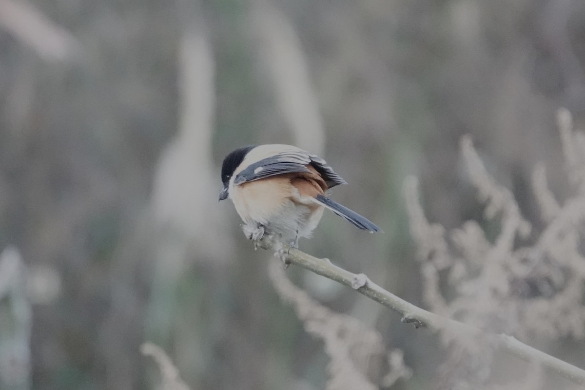 Long-tailed Shrike - ML642063452