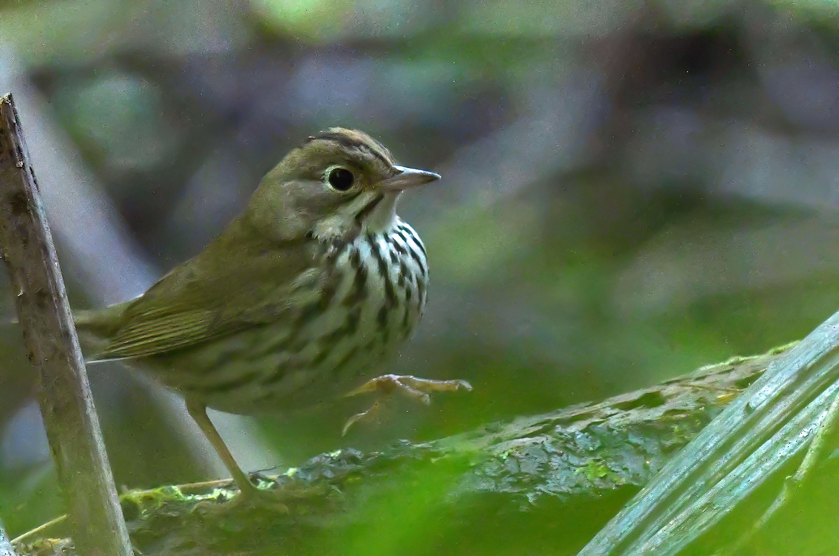 Ovenbird - ML642063455