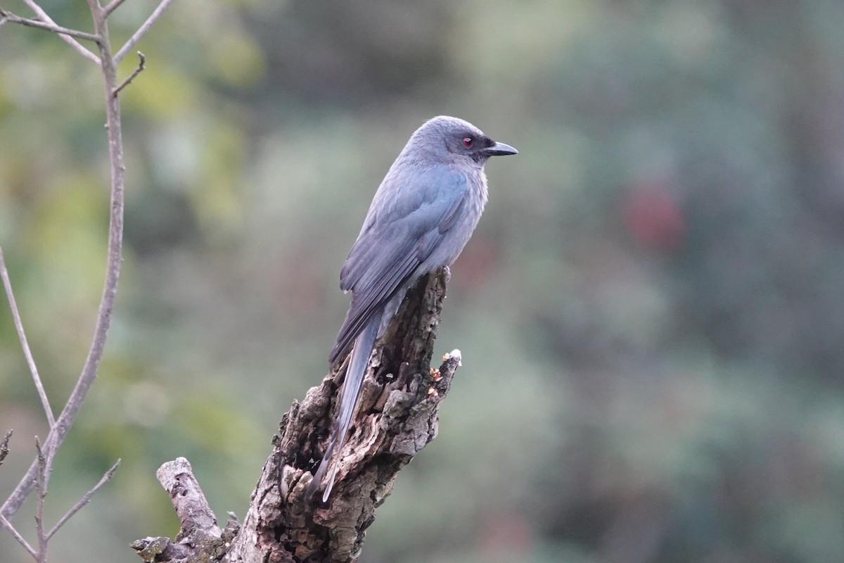 Ashy Drongo - ML642063456