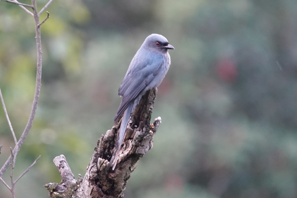 Ashy Drongo - ML642063457