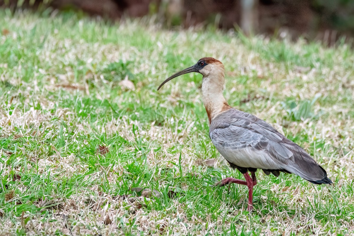 Buff-necked Ibis - ML642063458