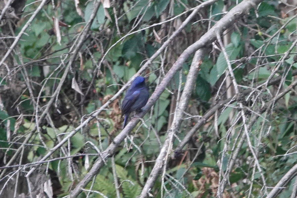 Small Niltava - ML642063459