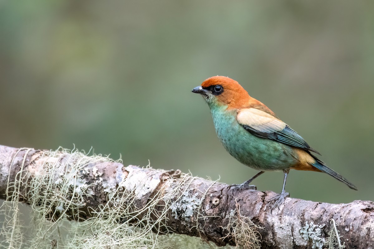 Chestnut-backed Tanager - ML642063460