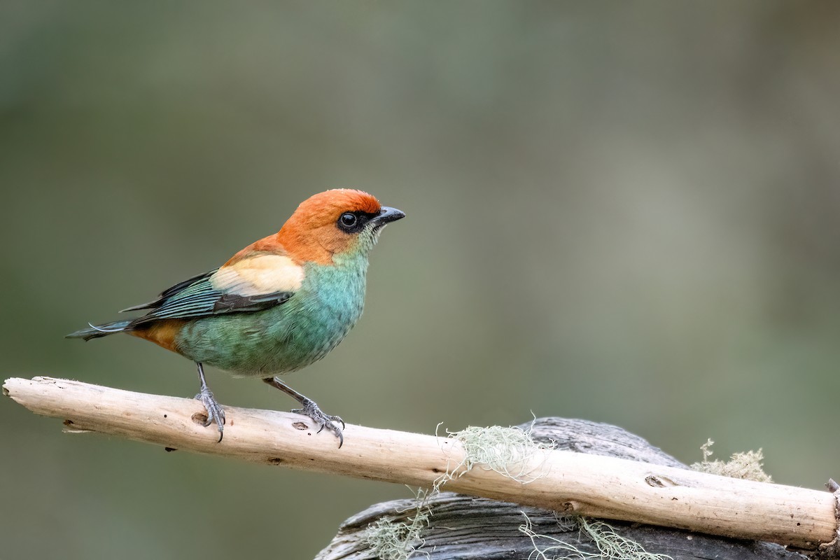 Chestnut-backed Tanager - ML642063461