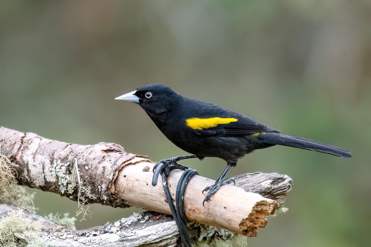 Golden-winged Cacique - ML642063466
