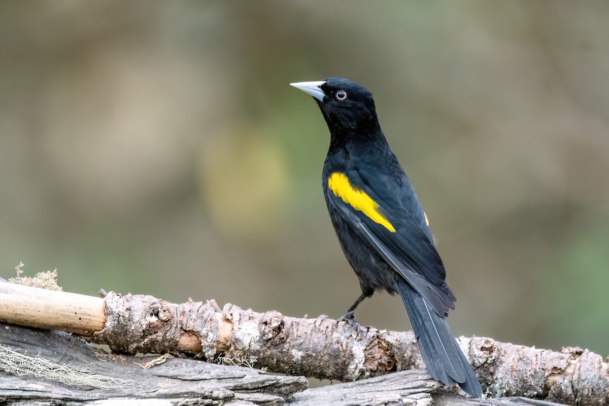Golden-winged Cacique - ML642063468