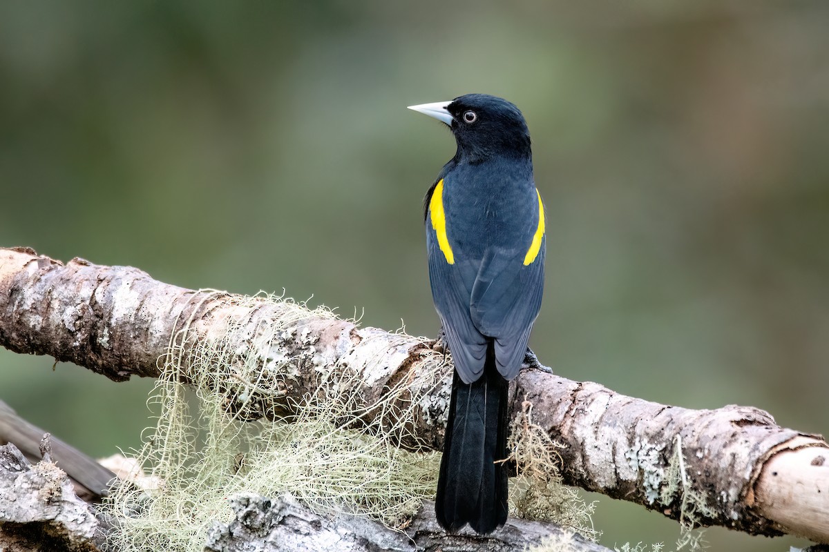 Golden-winged Cacique - ML642063469