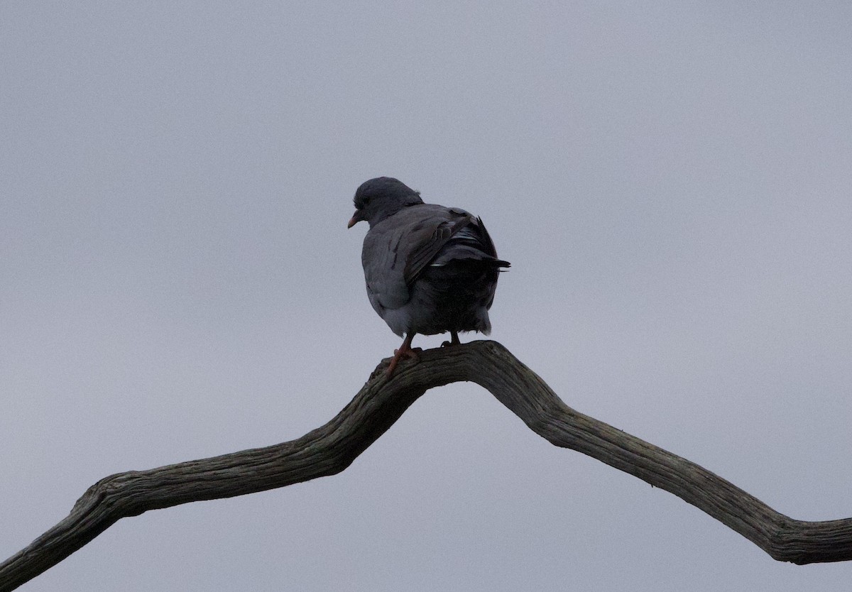 Stock Dove - ML642063470