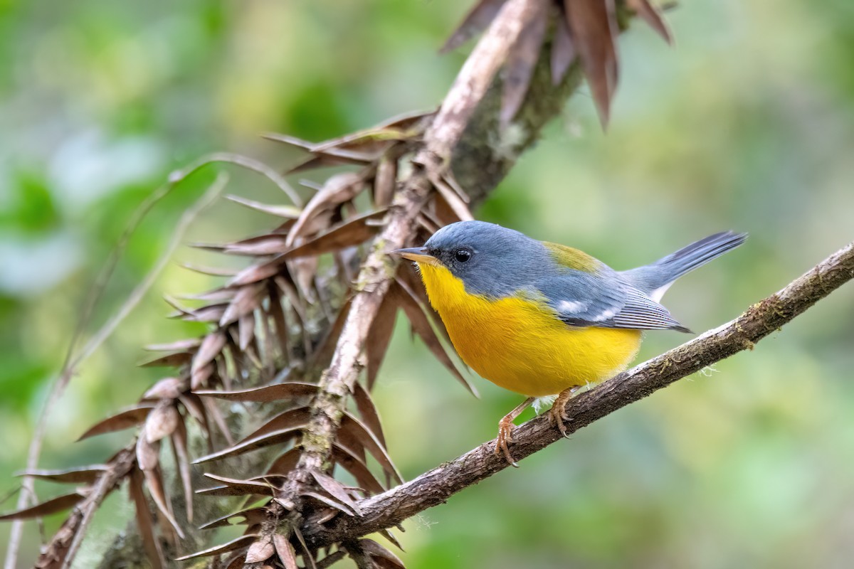 Tropical Parula - ML642063471