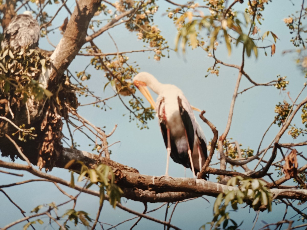 Yellow-billed Stork - ML642063474