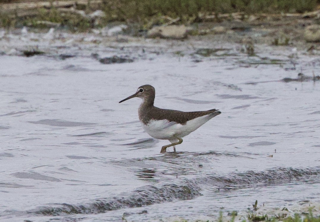 Green Sandpiper - ML642063477