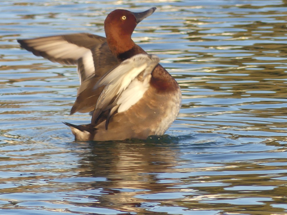 Common Pochard x Ferruginous Duck (hybrid) - ML642063479