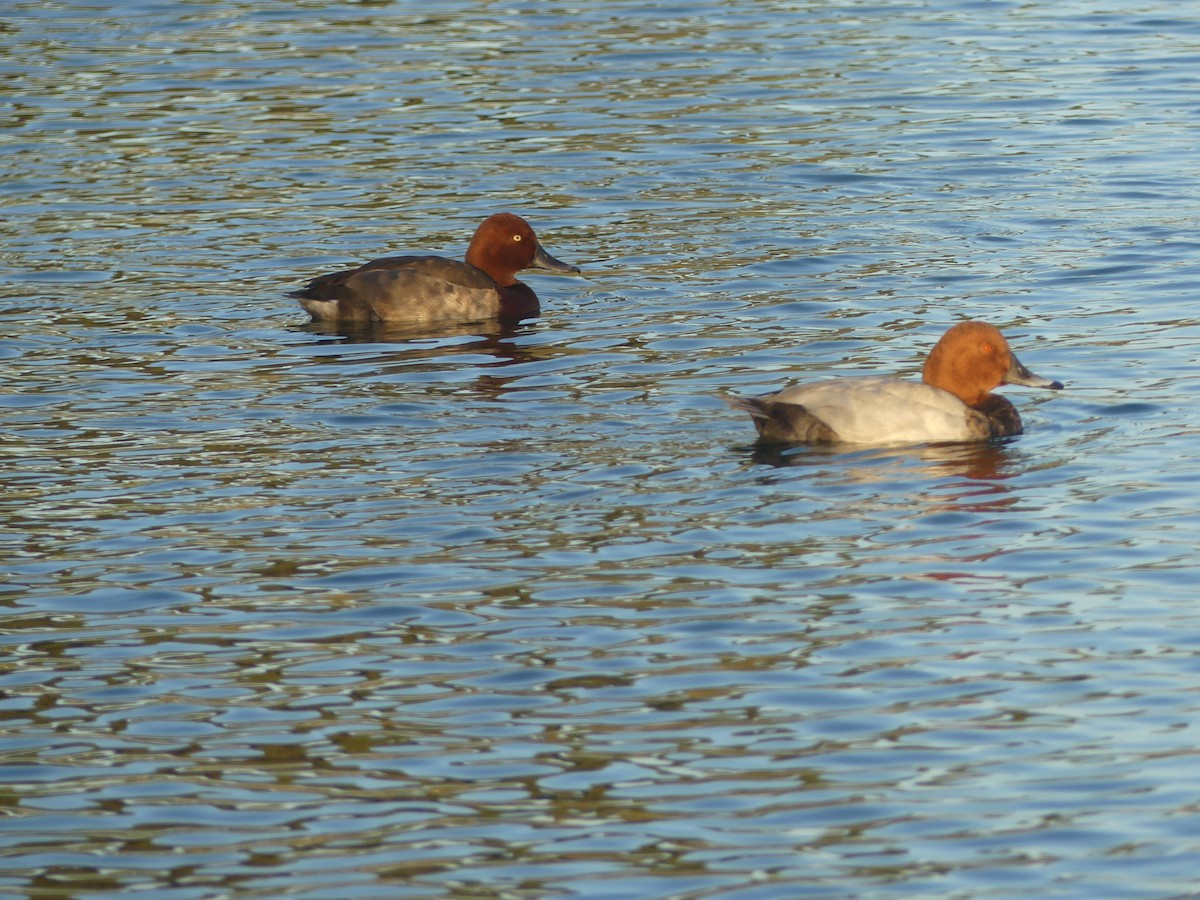 Common Pochard x Ferruginous Duck (hybrid) - ML642063482