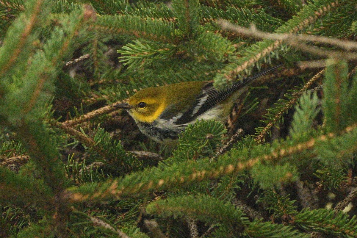 Black-throated Green Warbler - ML642063488