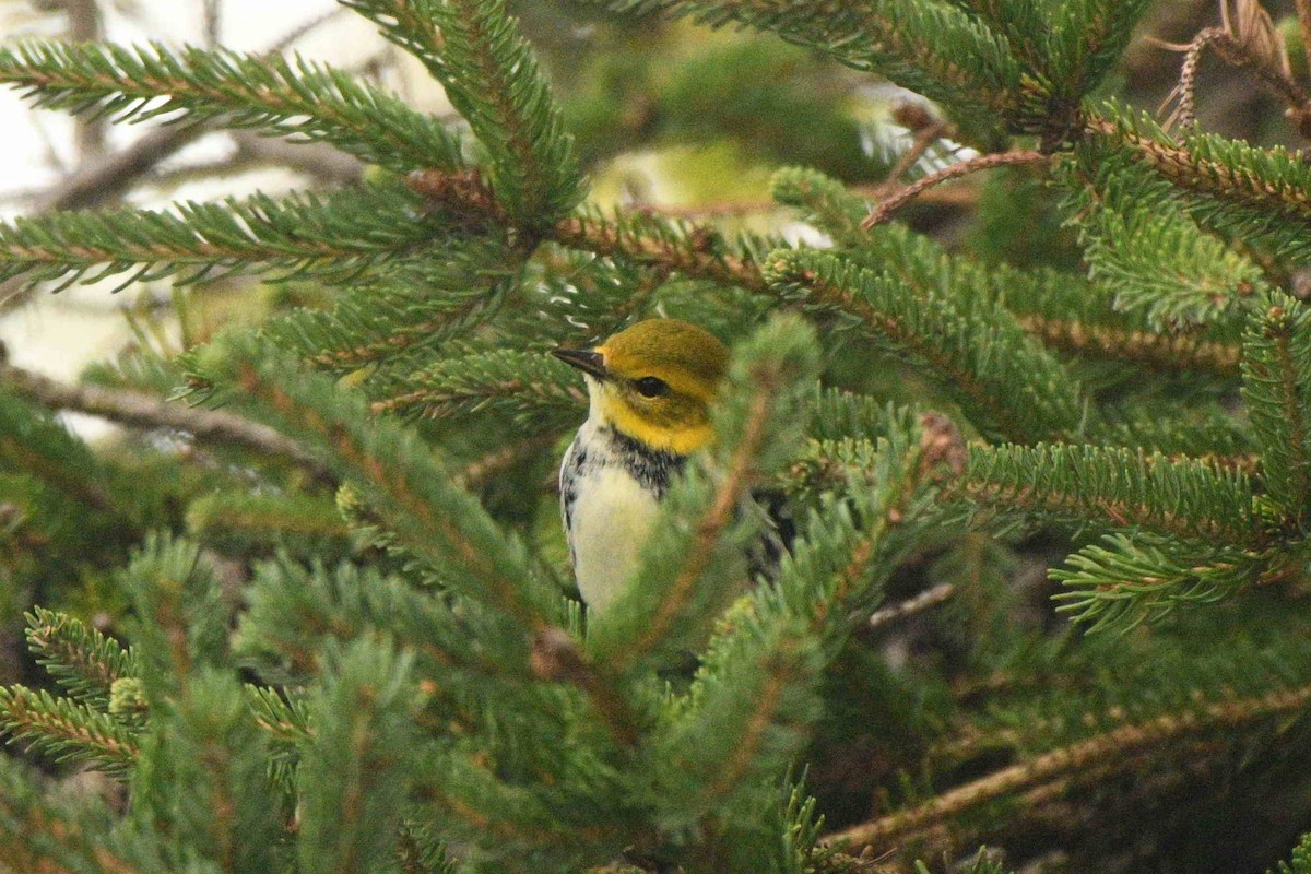 Black-throated Green Warbler - ML642063489