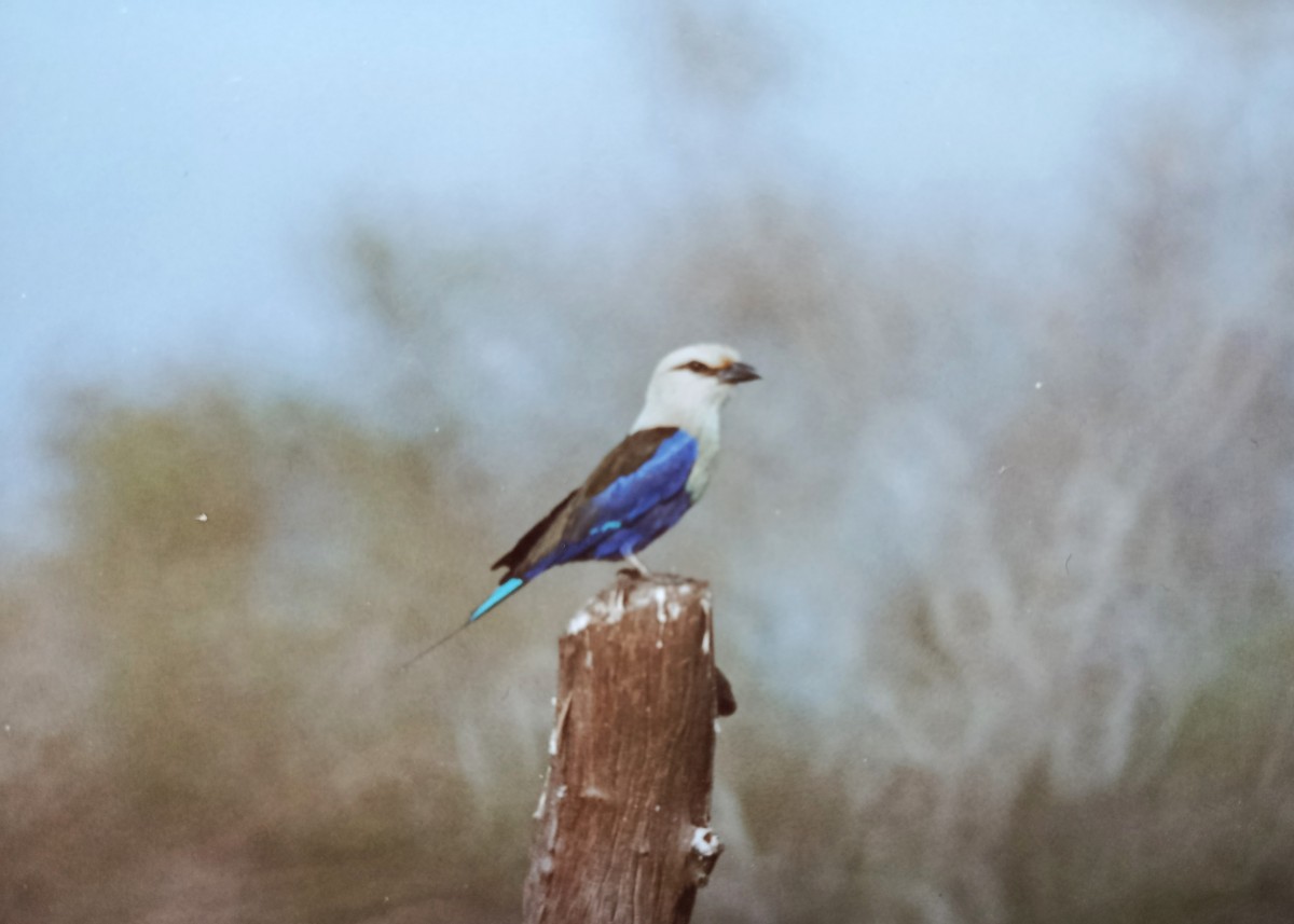 Blue-bellied Roller - ML642063490