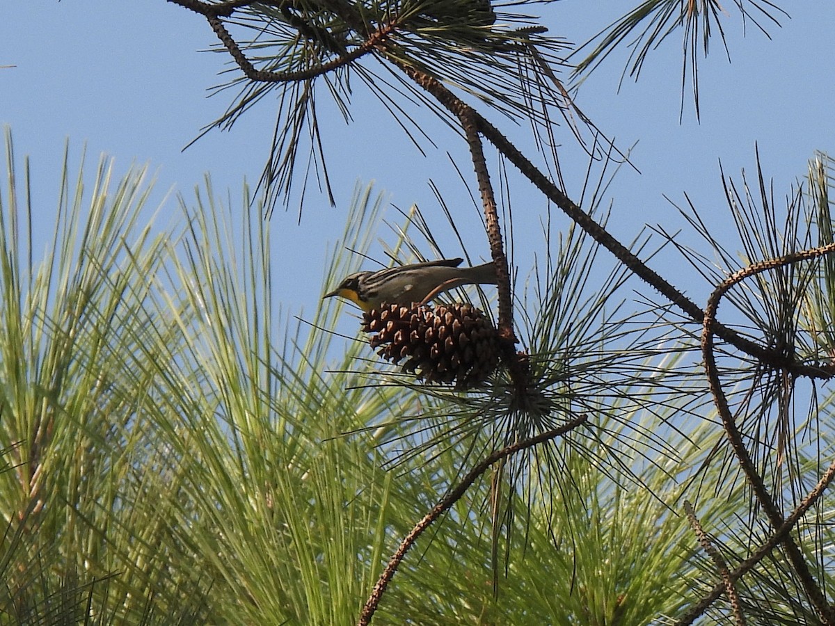 Yellow-throated Warbler - ML642063491