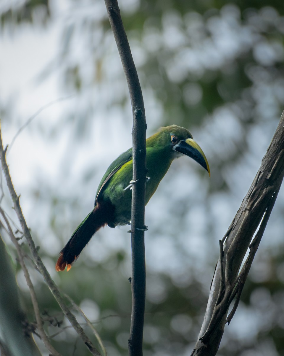 Southern Emerald-Toucanet - ML642063497