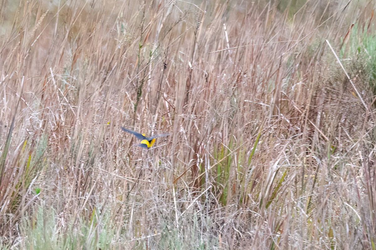 Saffron-cowled Blackbird - ML642063501