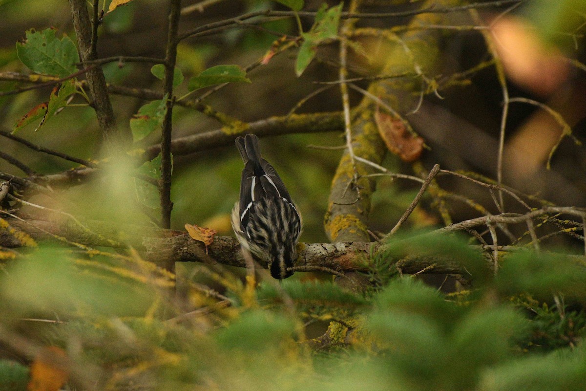 Black-and-white Warbler - ML642063502