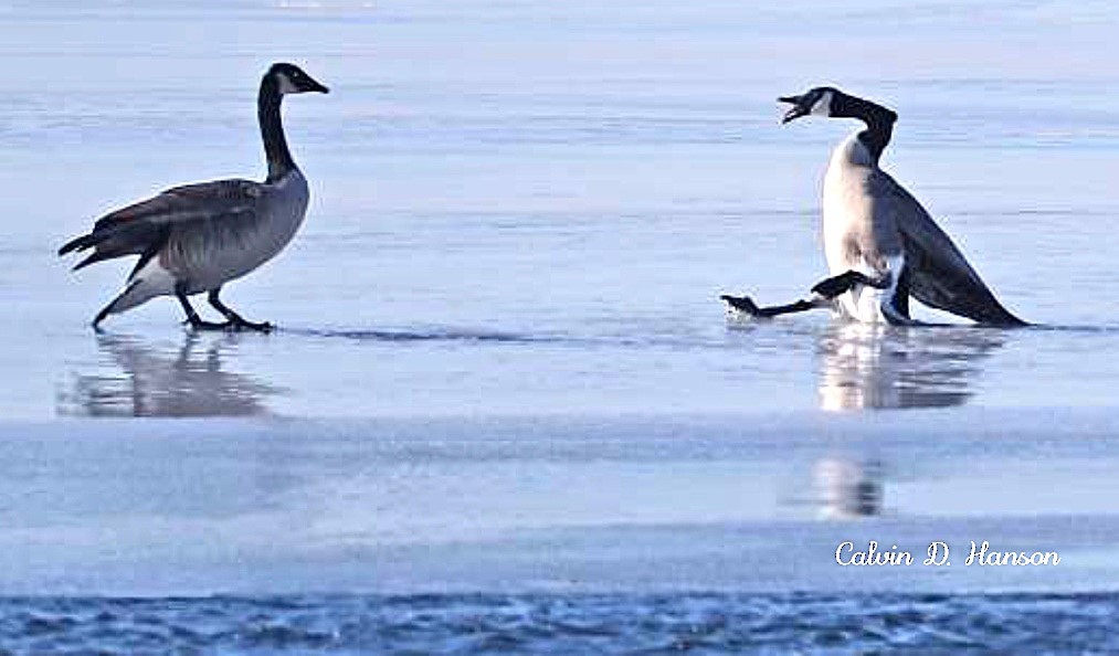 Canada Goose - ML642063507