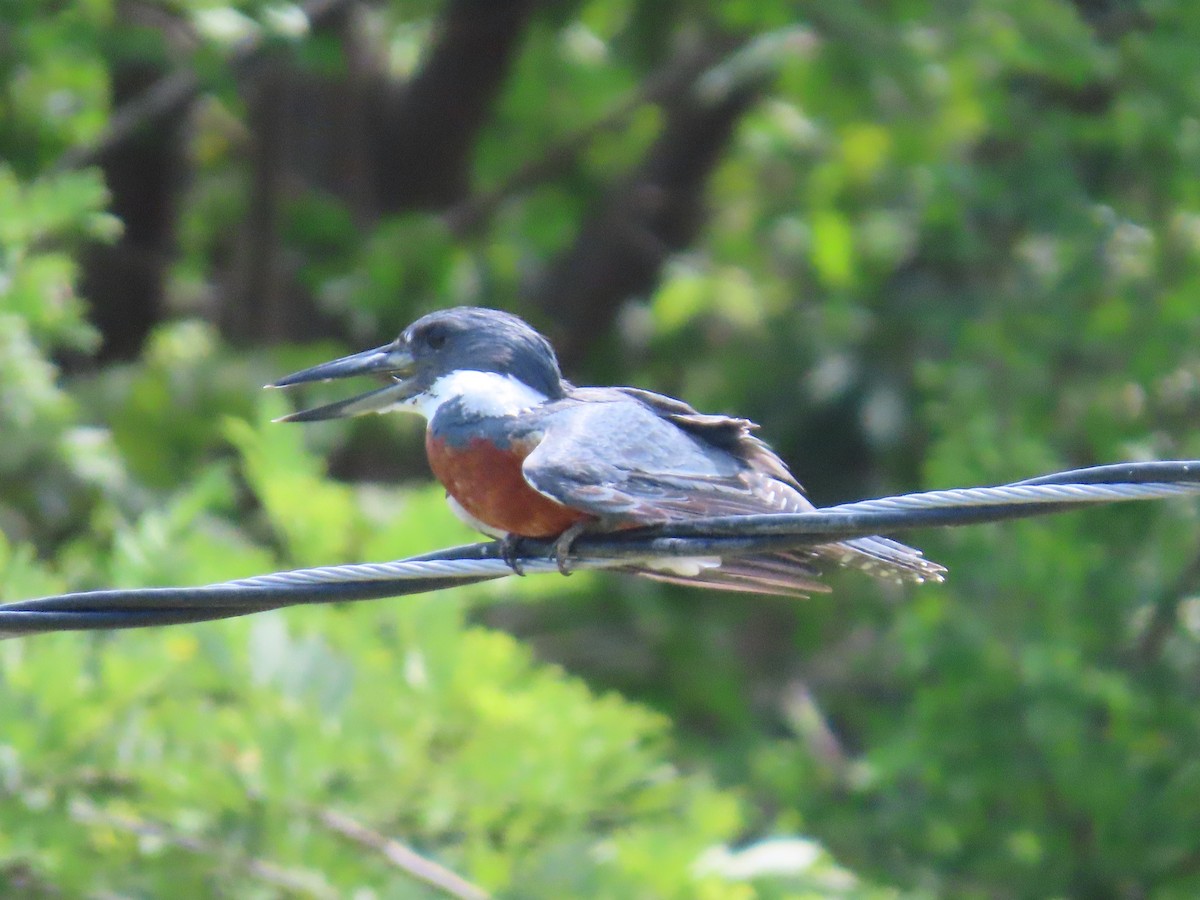 Ringed Kingfisher - ML642063508