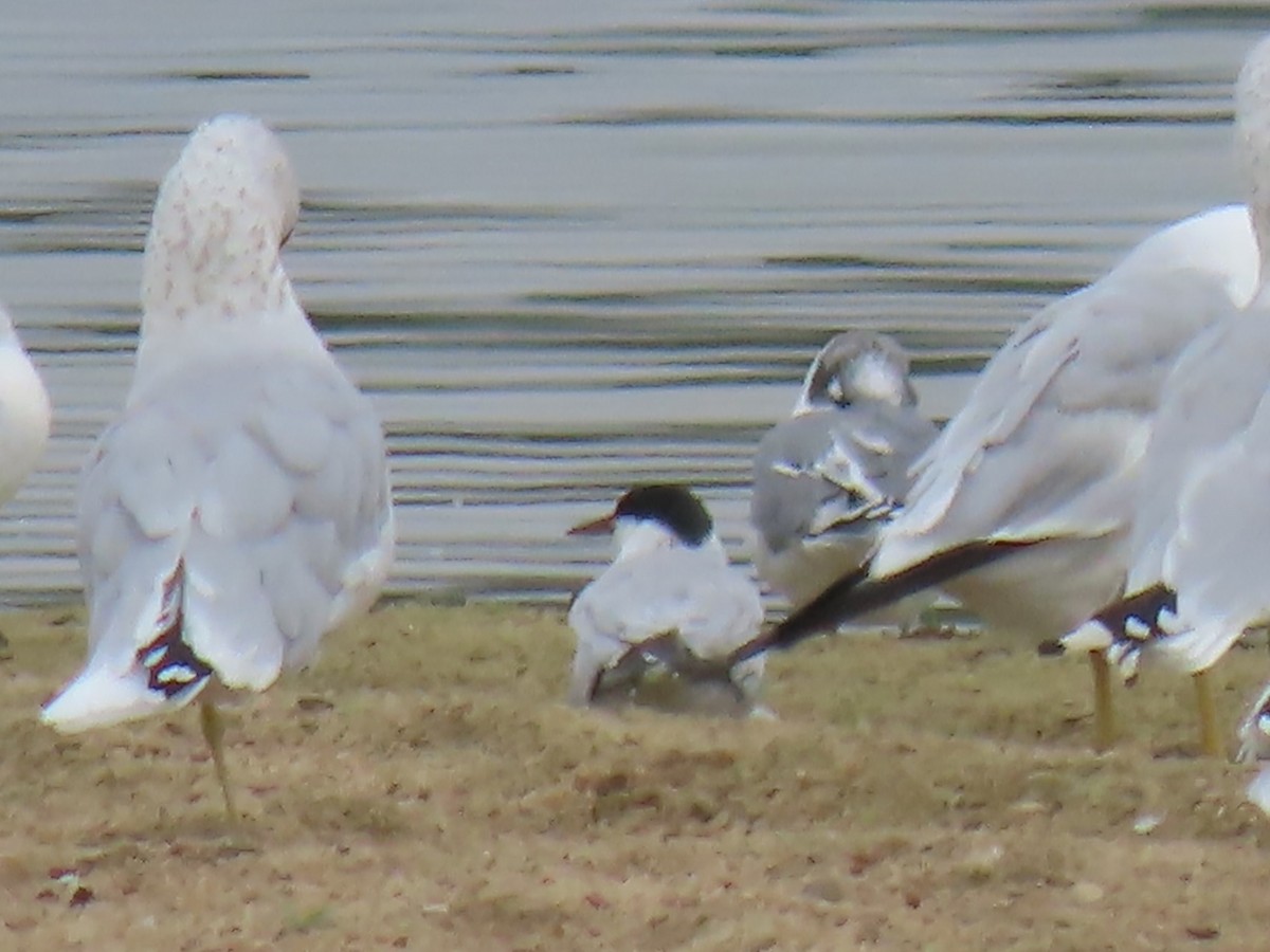 Common Tern - ML642063511