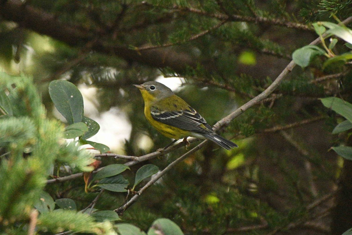 Magnolia Warbler - ML642063512