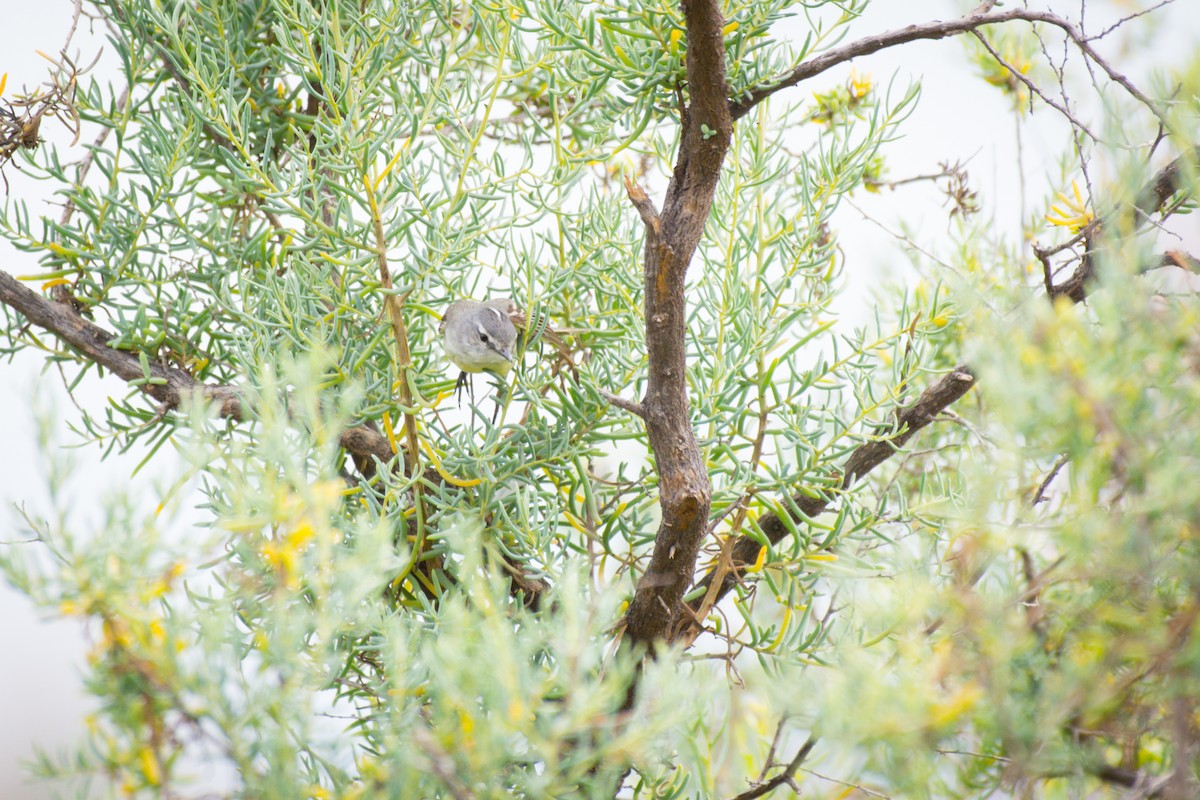 Straneck's Tyrannulet - ML642063517