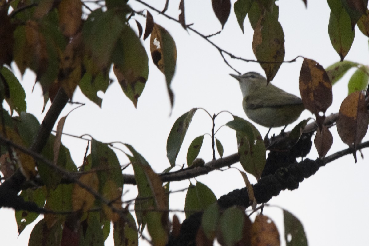Red-eyed Vireo - ML642063525