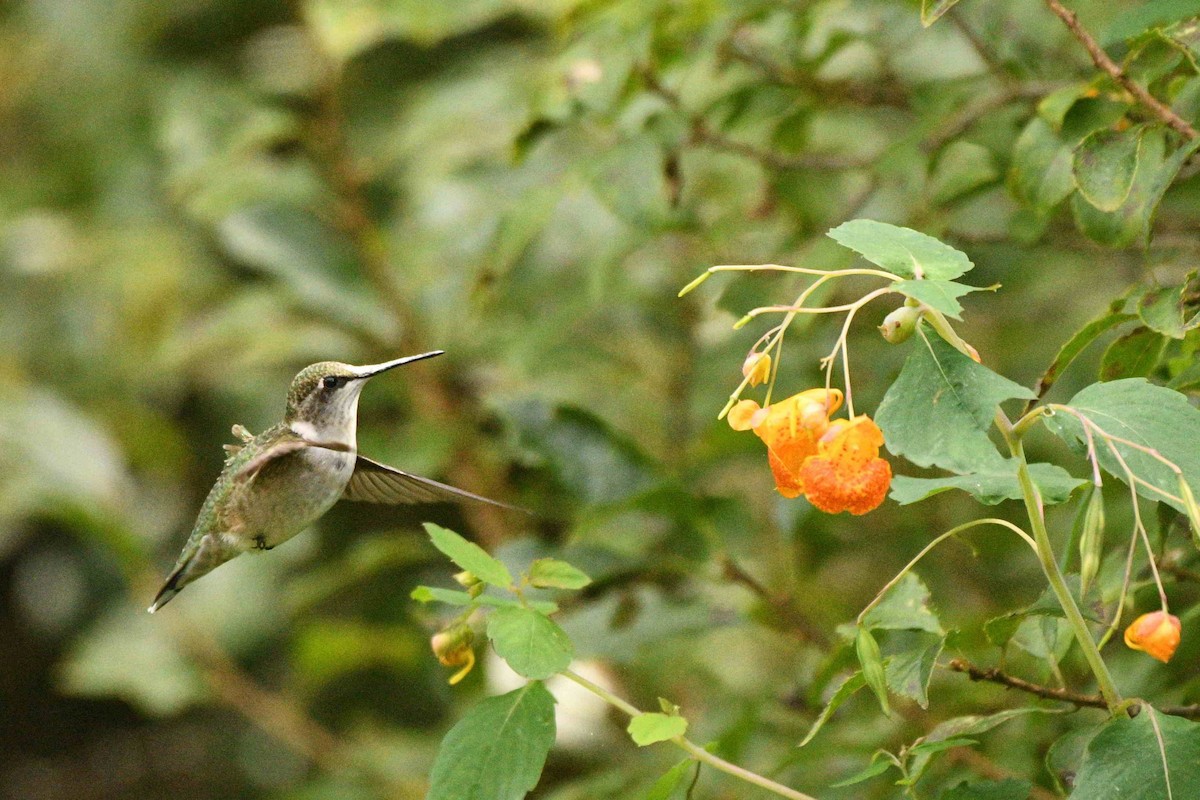 Ruby-throated Hummingbird - ML642063526