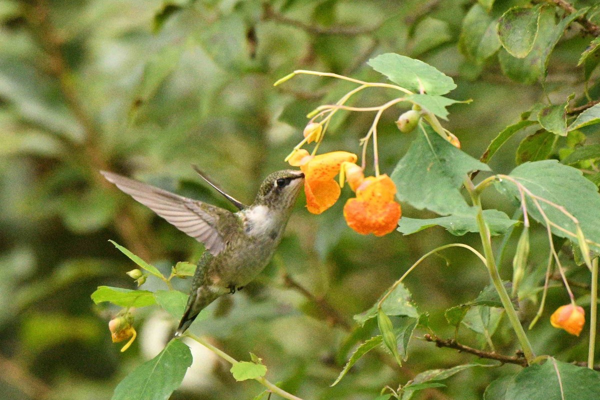 Ruby-throated Hummingbird - ML642063527