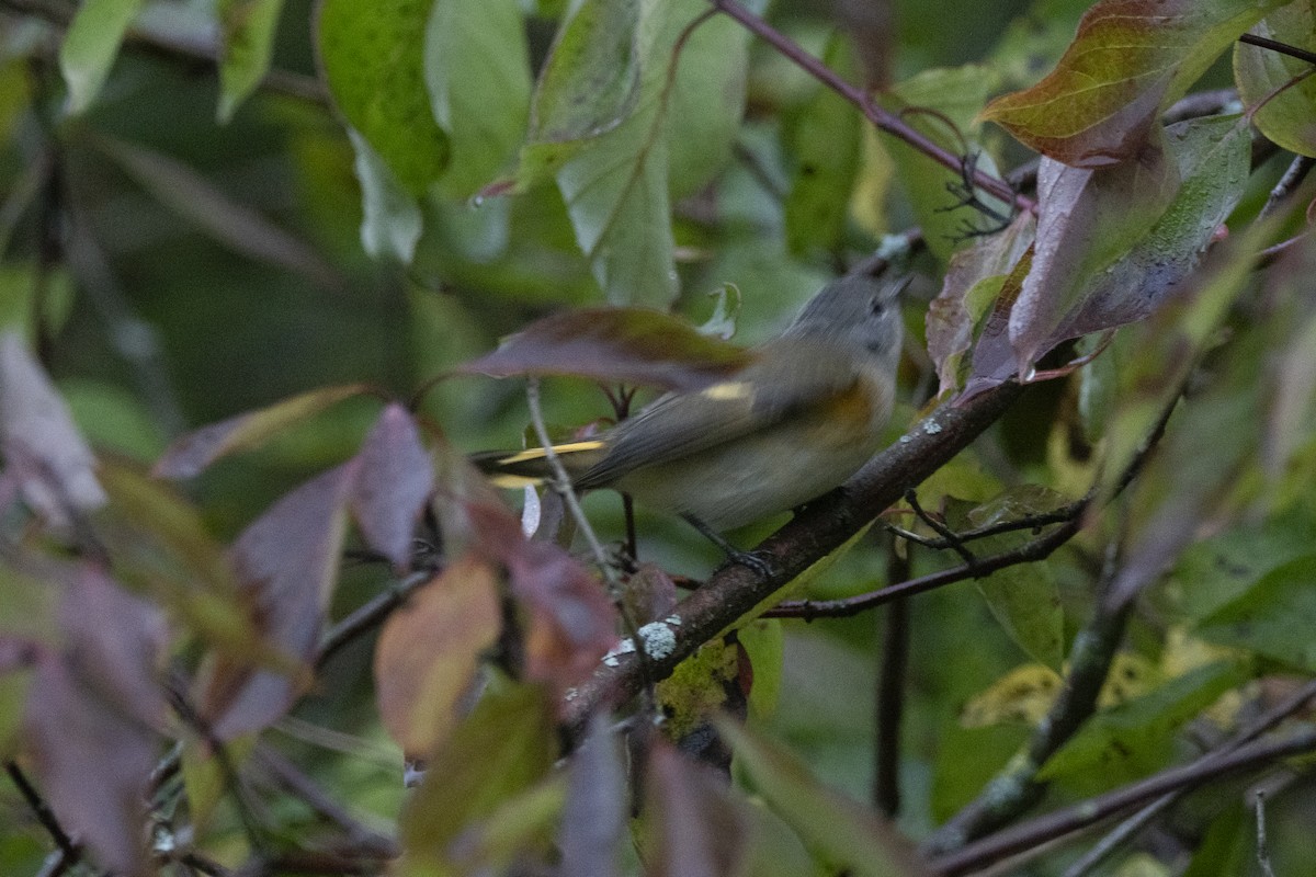 American Redstart - ML642063532