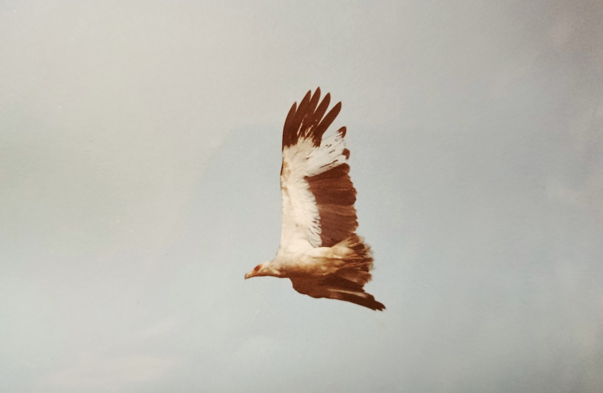 Palm-nut Vulture - ML642063533