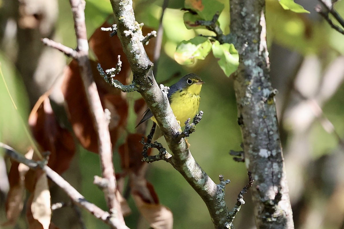 Canada Warbler - ML642063541