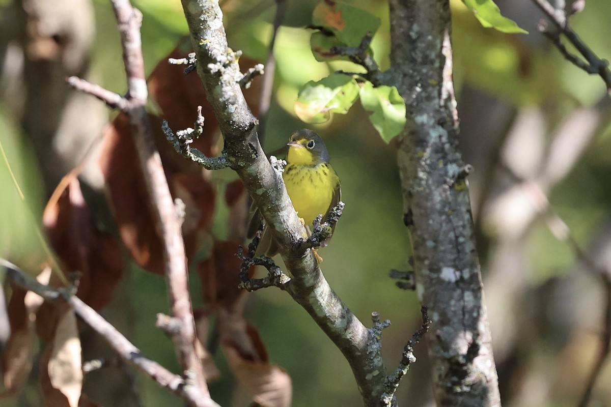 Canada Warbler - ML642063542
