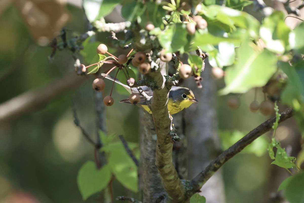 Canada Warbler - ML642063543