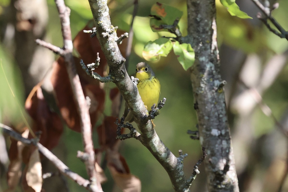 Canada Warbler - ML642063544
