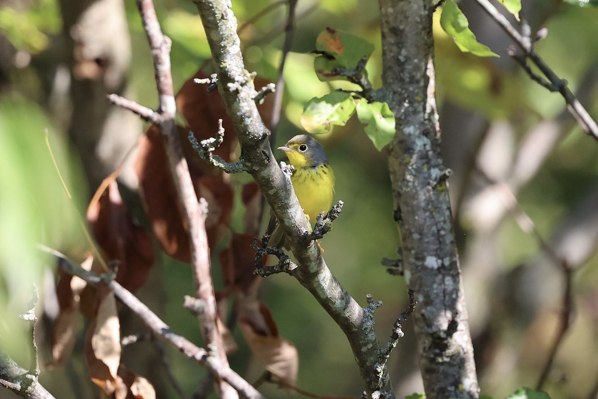 Canada Warbler - ML642063546