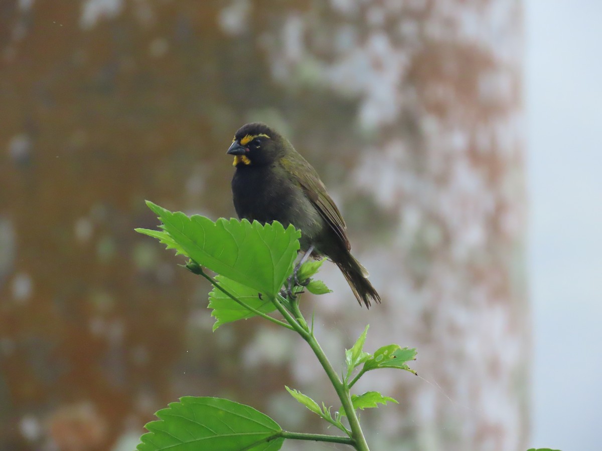 Yellow-faced Grassquit - ML642063553